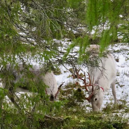Adventures Отель типа 