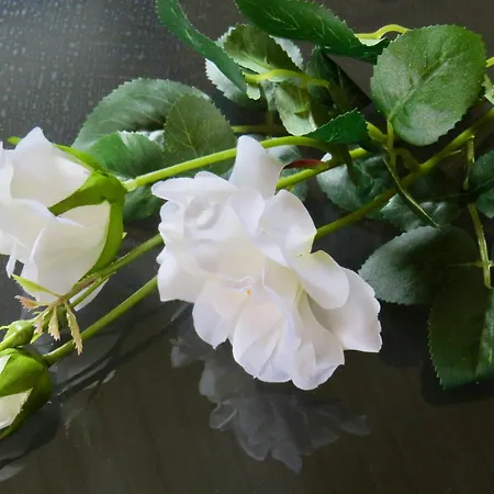 Adventures Экясломполо